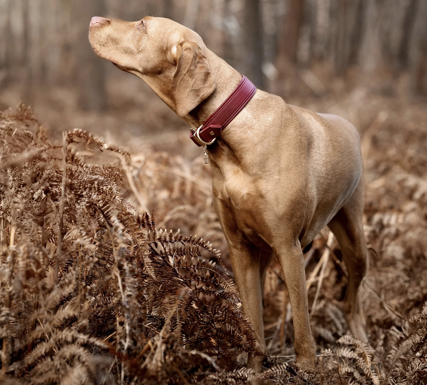 !!!Obojek Klasik bordó/zlaté kování