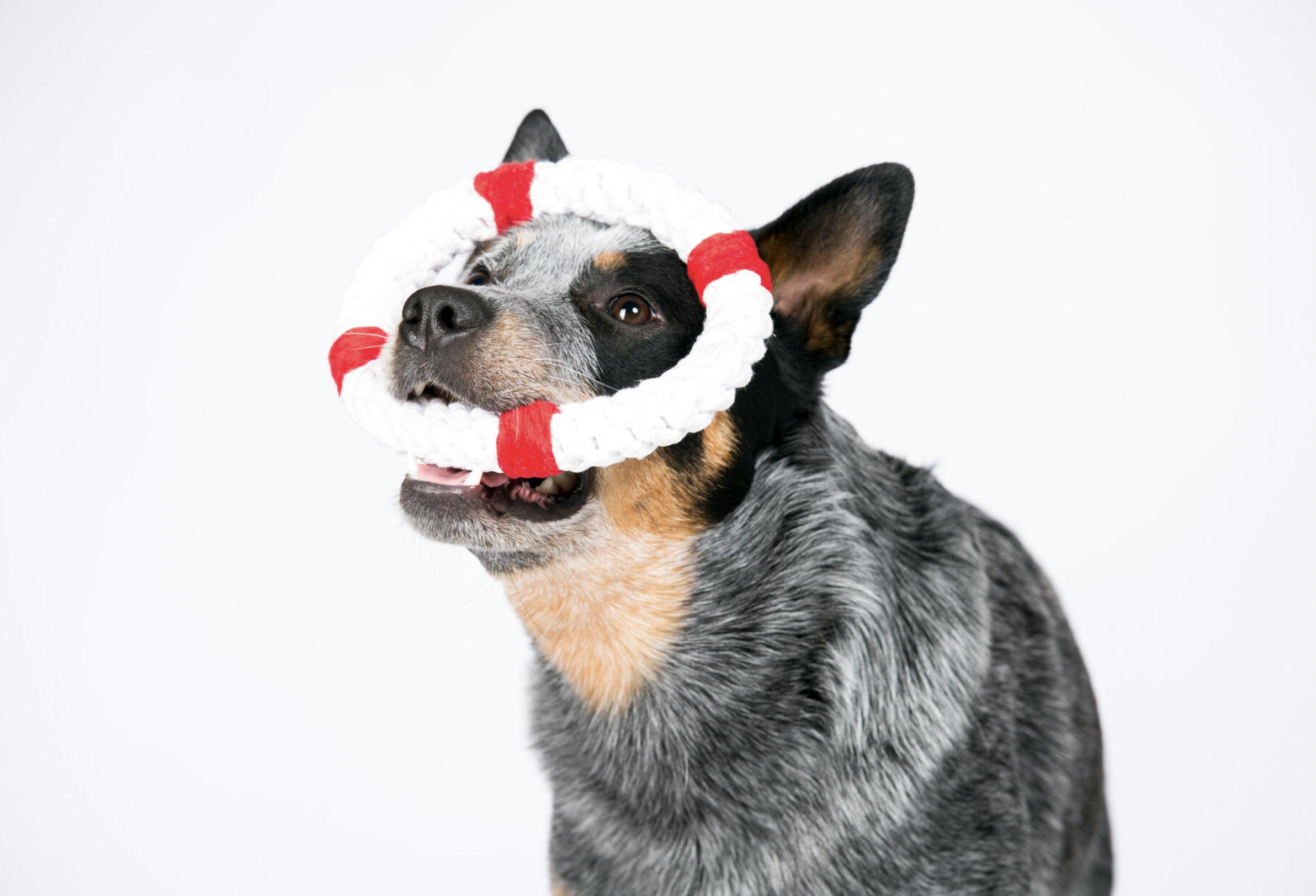 Hračka pro psy LABONI záchranný kruh