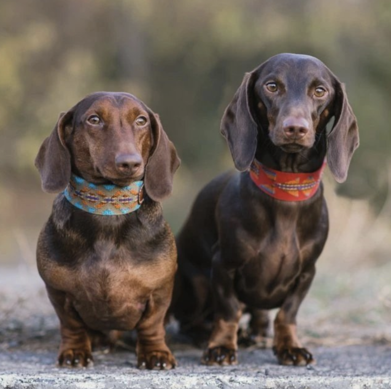 Obojek Buddys Etna tyrkysový