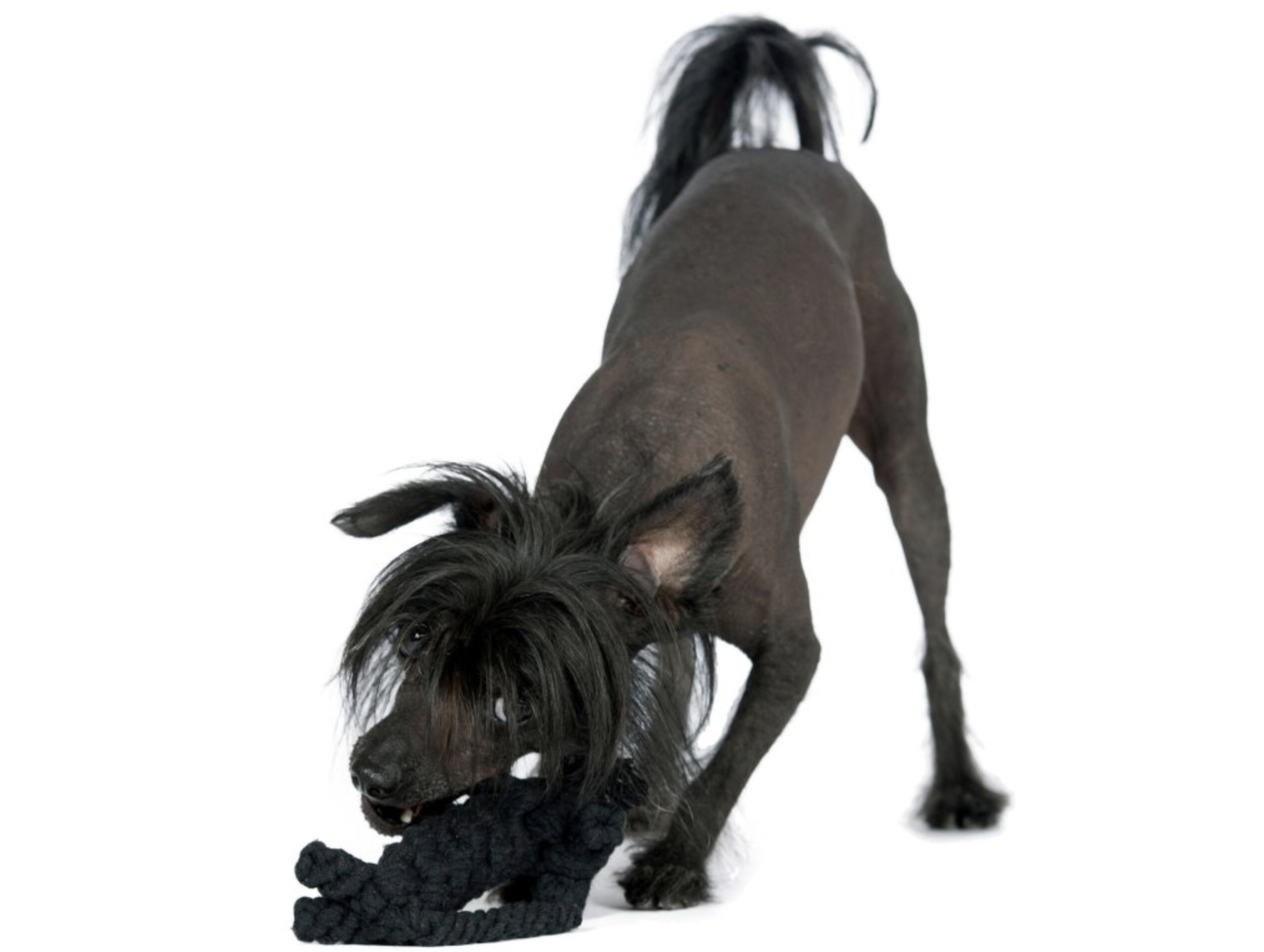 Hračka pro psy LABONI kocour Kasanova, černý