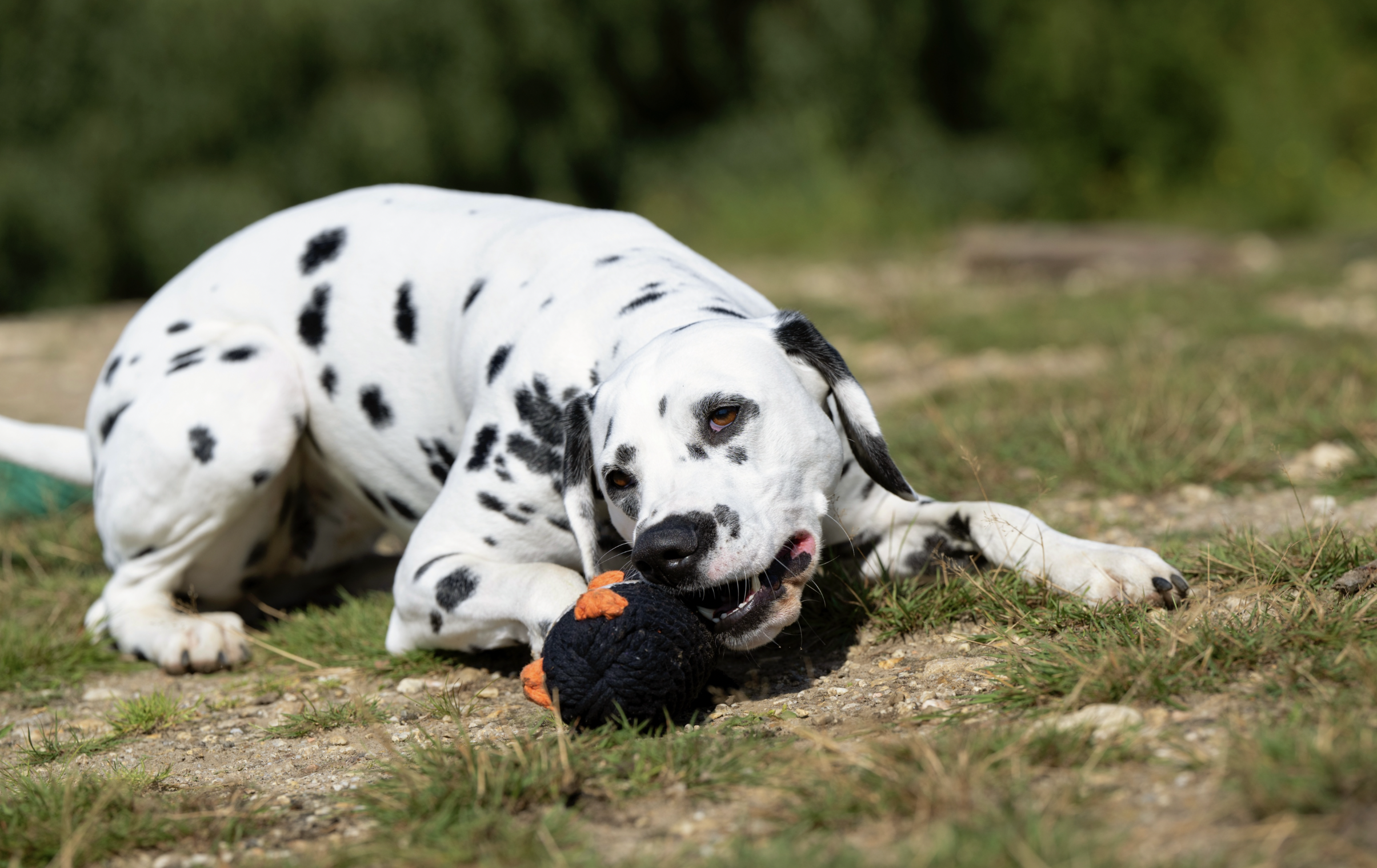 Hračka pro psy LABONI tučňák Poldi