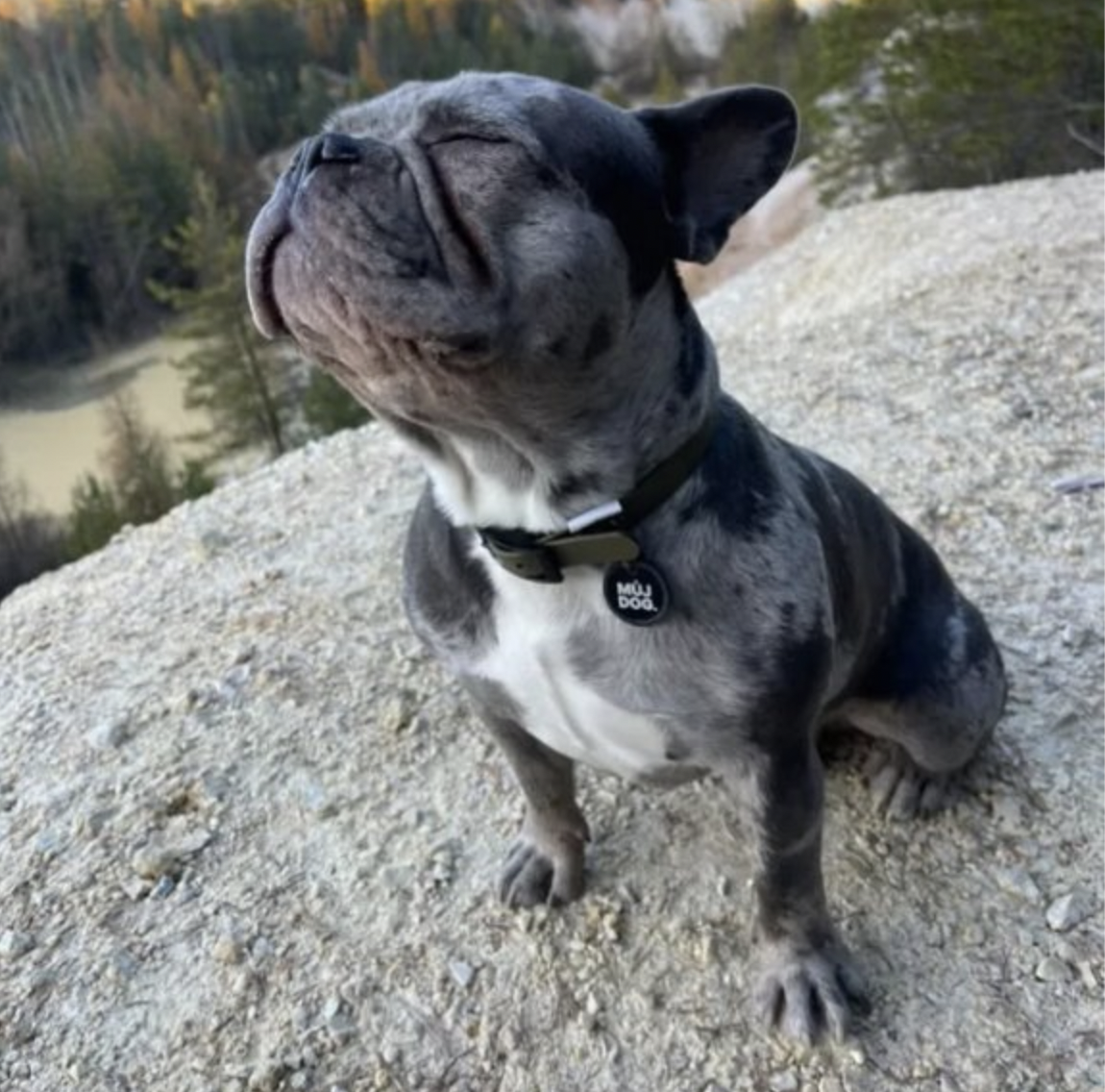 Chytrá psí známka MŮJDOG