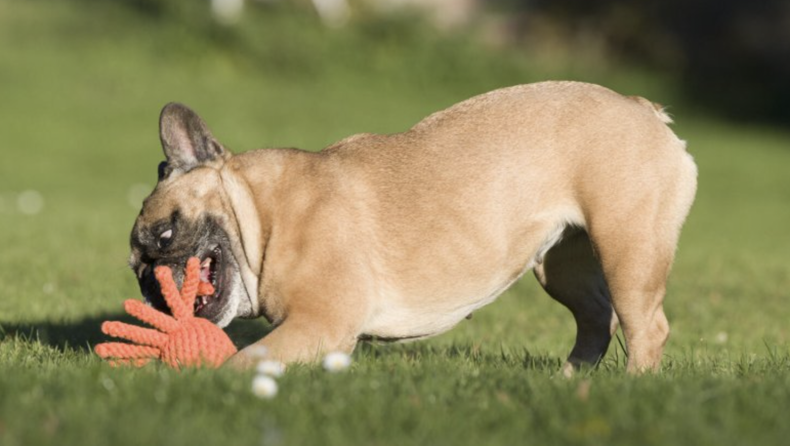 Hračka pro psy LABONI chobotnice oranžová