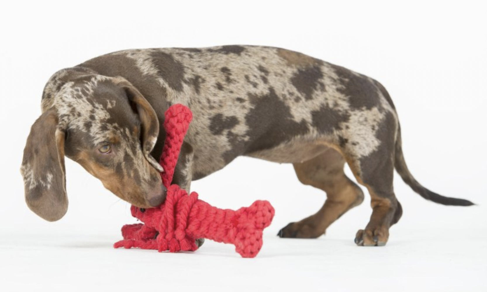 Hračka pro psy LABONI humr Hugo