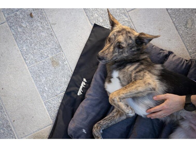 Cestovní pelíšek Lebeddie Mobedo šedá