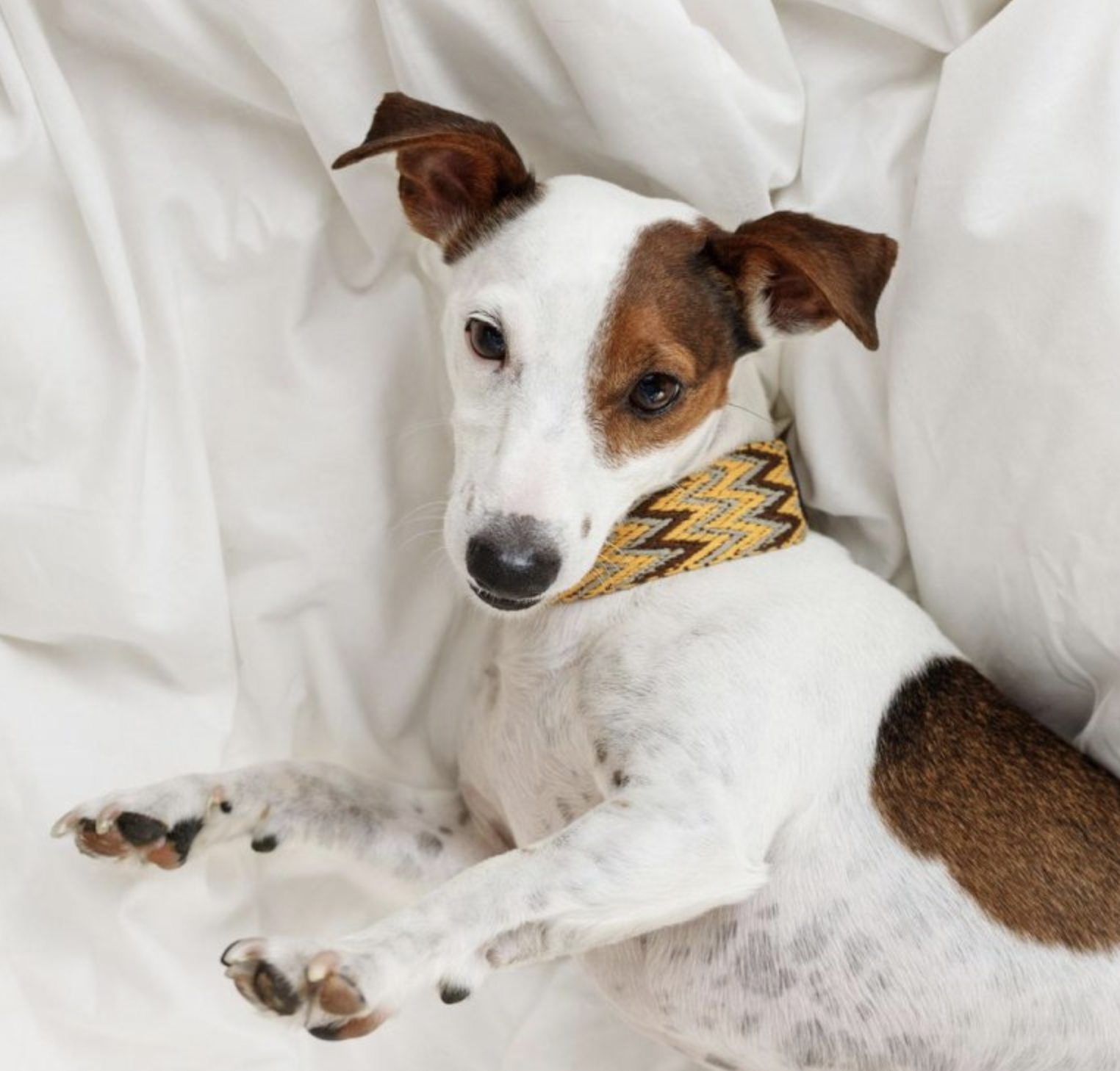 Obojek pro psy Buddys Peruvian Gold