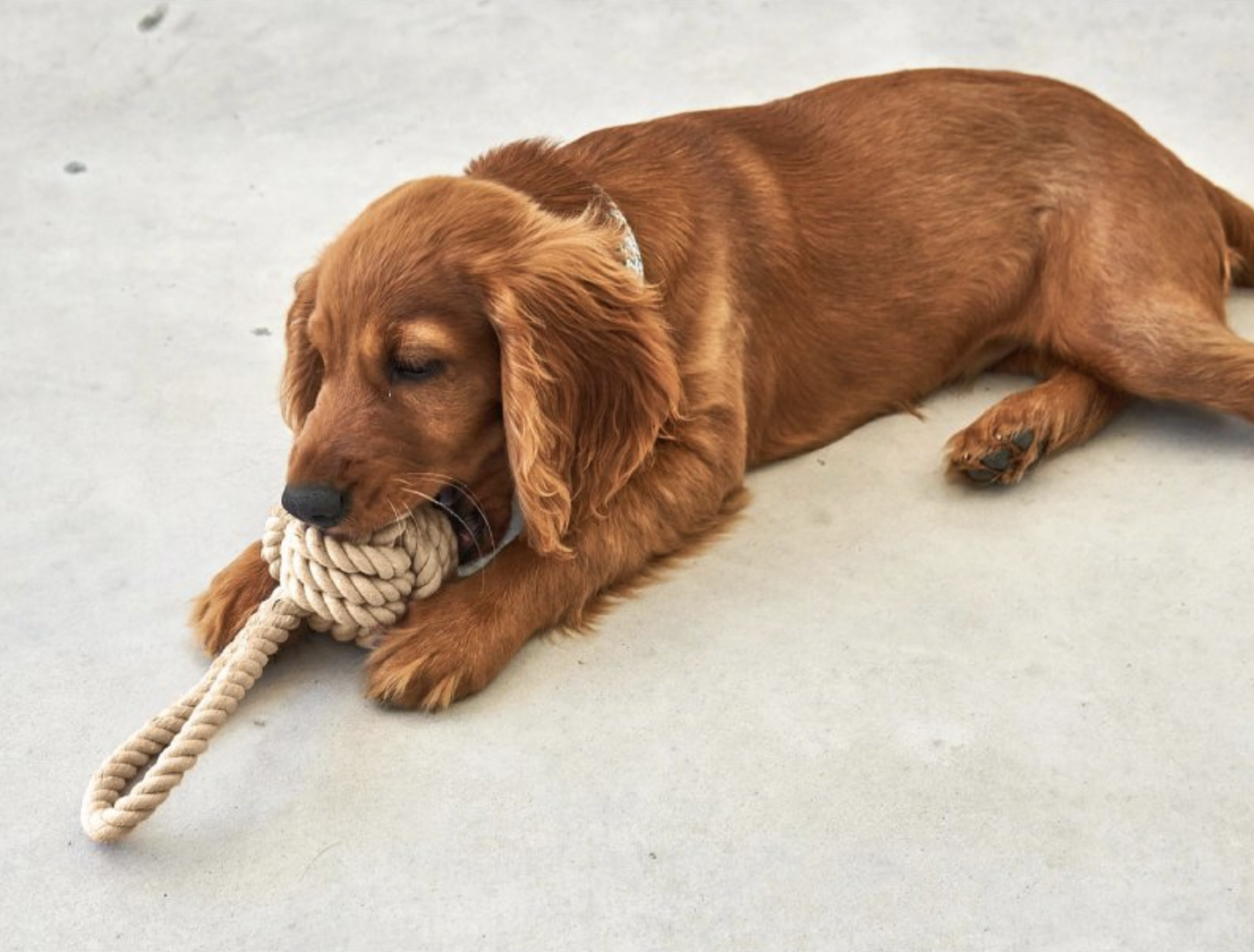 !!!Lanová hračka pro psy MiaCara Nodo chocolate