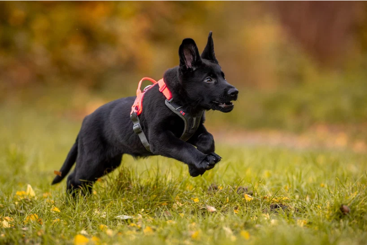 Ramble Harness puppy