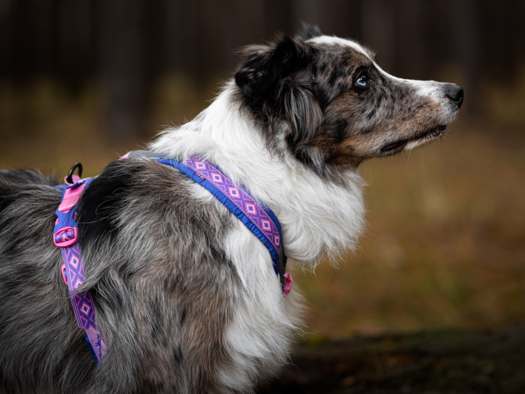 Non-stop dogwear POSTROJ LINE 5.0