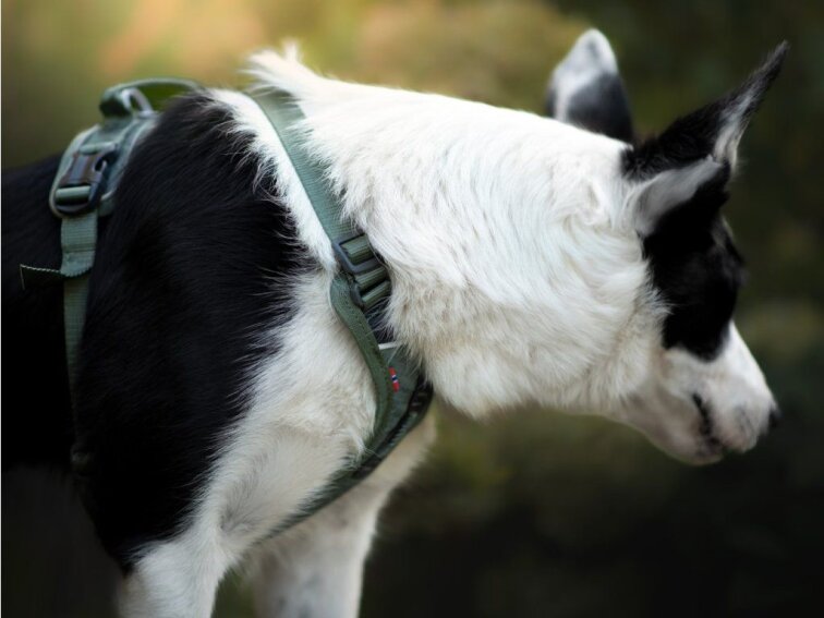 Non-stop dogwear Ramble Harness