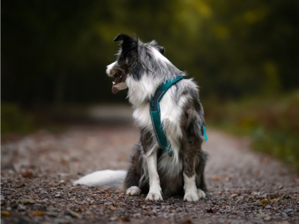 Non-stop dogwear POSTROJ LINE 5.0