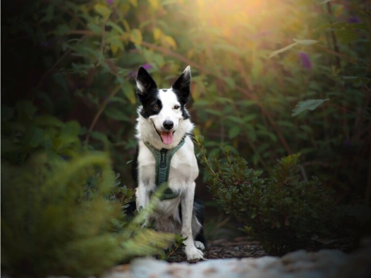 Ramble Harness