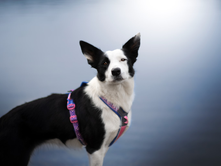 Non-stop dogwear POSTROJ LINE 5.0