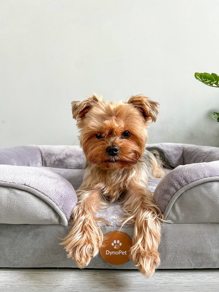 DynoPet pelech pre psa šedý M - 71 x 58