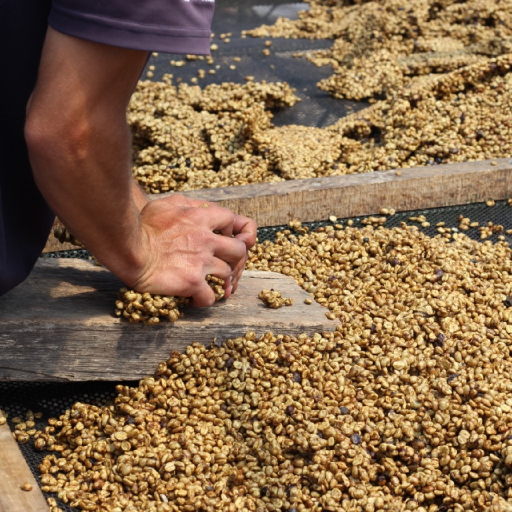 LUCKY SEVEN - Costa Rica Filter