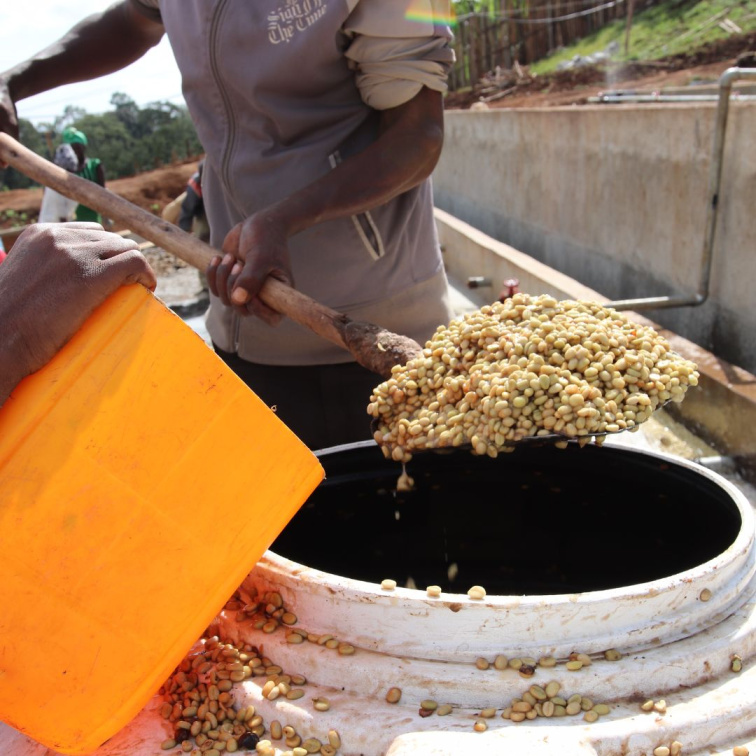 TEA AT FIVE - Ethiopia Filter