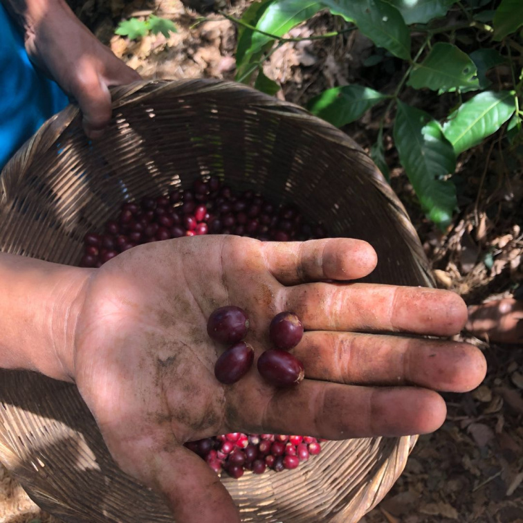 🇸🇻 EL SALVADOR: vulkány & kávový ambice