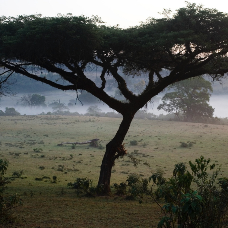 🇪🇹 ETIOPIE: kolébka kafe & země tisíců chutí