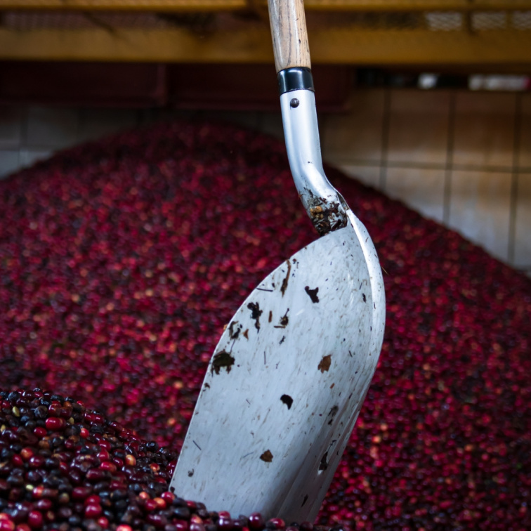 PEACHES&CREAM - Guatemala Filter