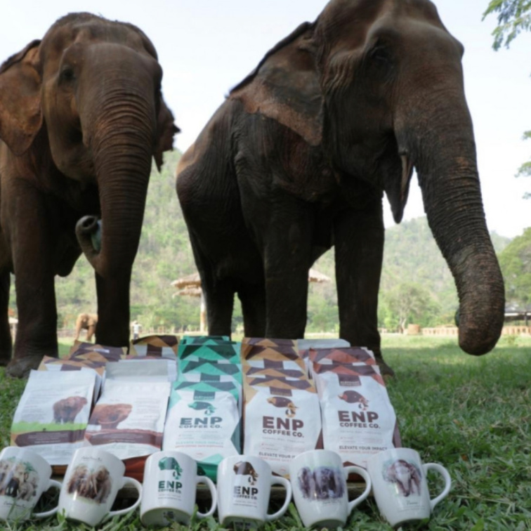 KOLIK KOFEINU ZABIJE SLONA: proč Ti ranní kafe pomáhá & neškodí
