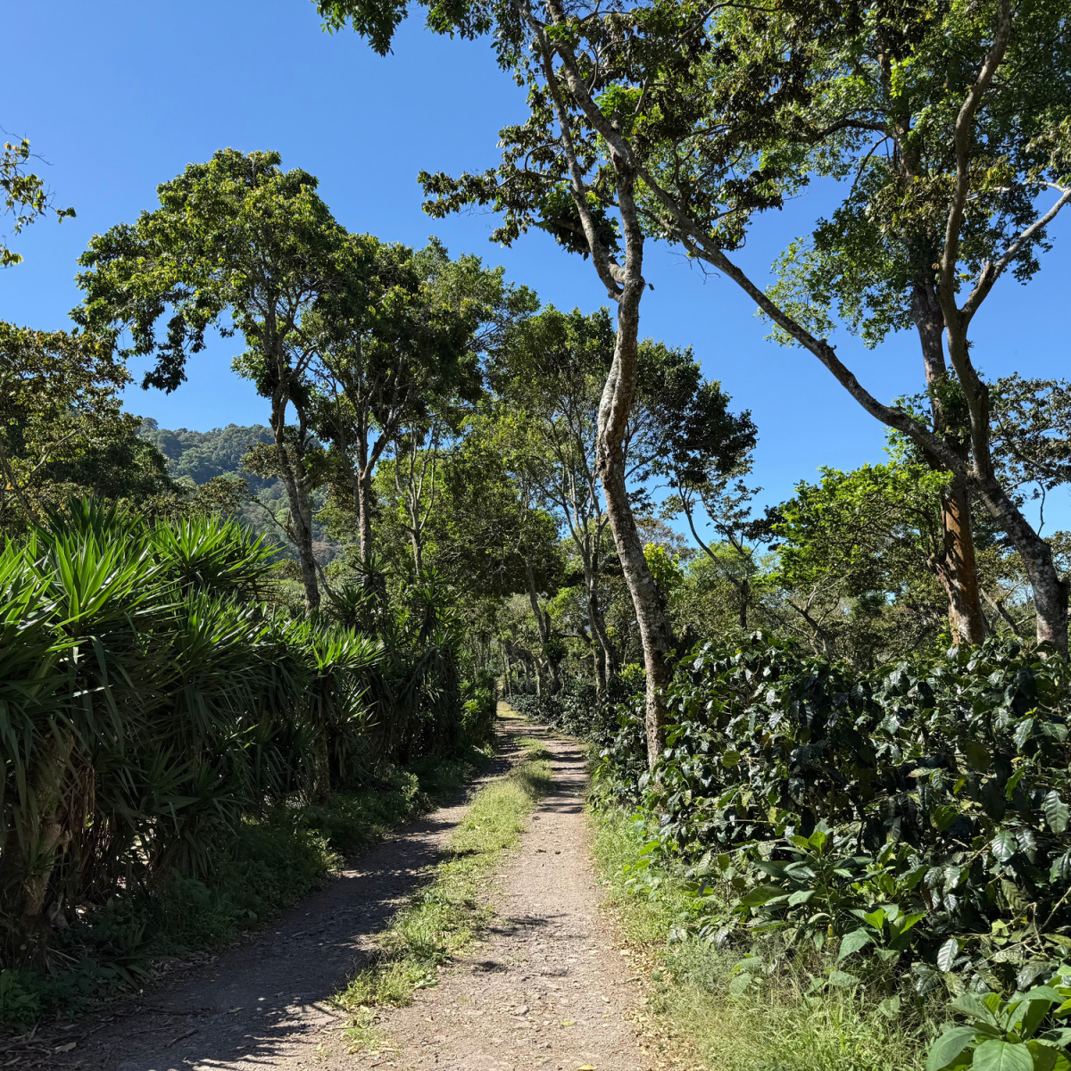 FEELS LIKE CHRISTMAS - Nicaragua Omni