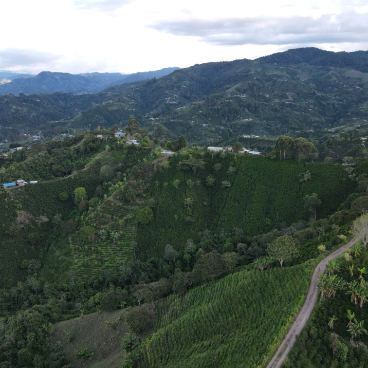 WELCOME TO PARADISE - Colombia Filter