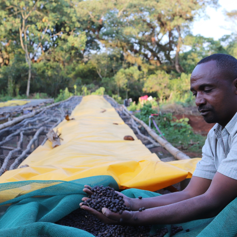 CESTA ZELENÝHO ZRNKA DO PRAŽÍRNY