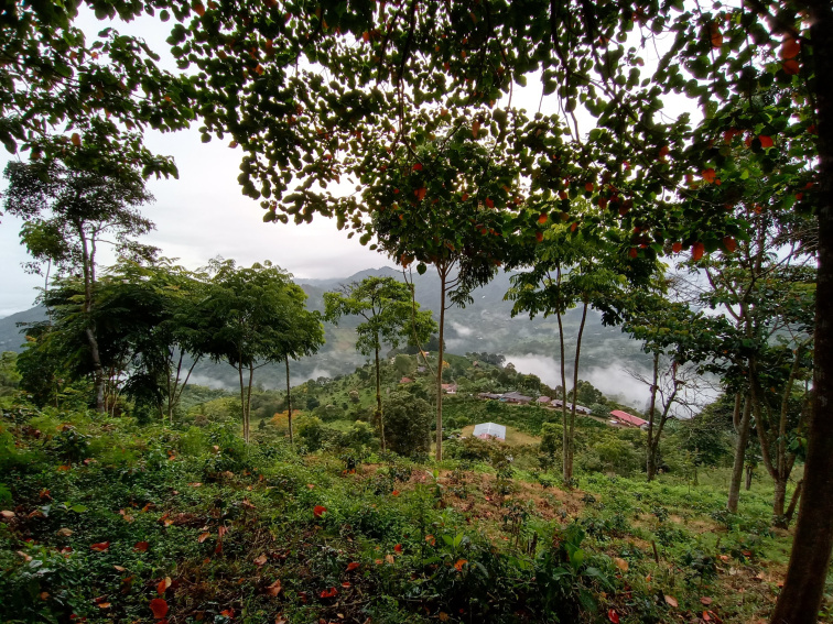 AMIGOS ONLY - Colombia Filter