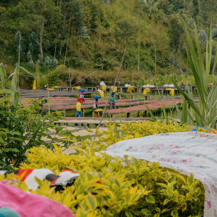 🇷🇼 RWANDA: malá země s velkým srdcem plným kafe