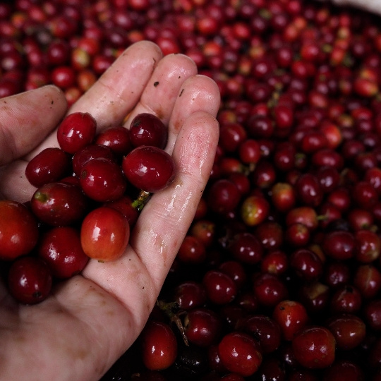 🇬🇹 GUATEMALA: stará dáma výběrovky se zkušenostmi