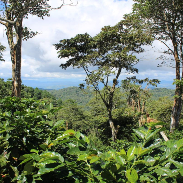 BROWN SUGAR - Nicaragua Espresso