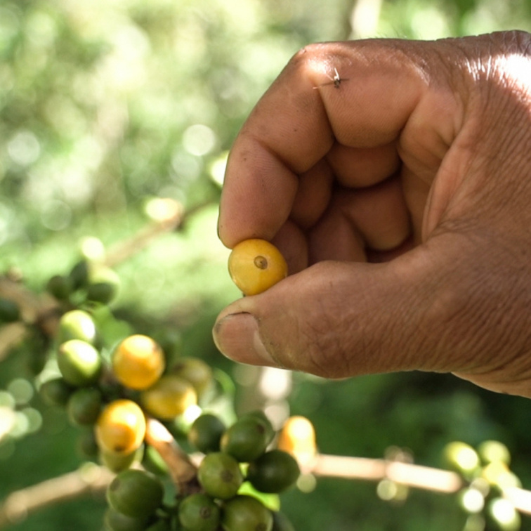 CHERRY BOMB - Colombia Espresso
