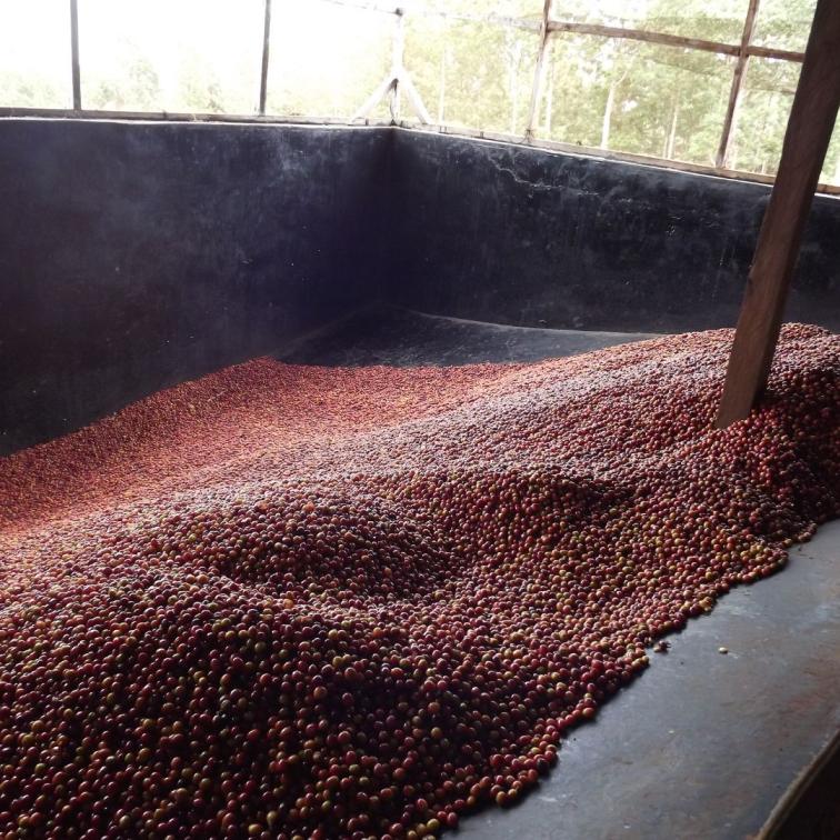 LADY MARMELADE - Kenya Filter