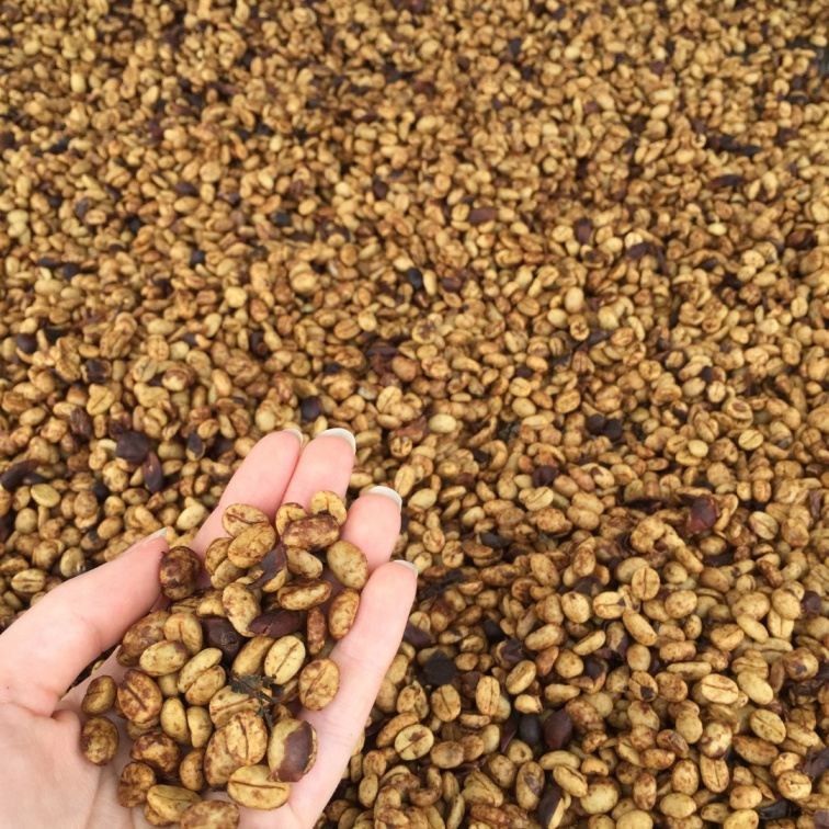 FEELS LIKE CHRISTMAS - Costa Rica Omni