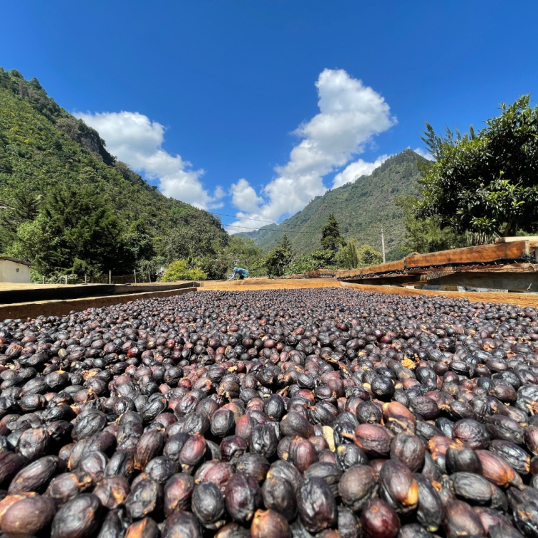 PEACHES&CREAM - Guatemala Filter