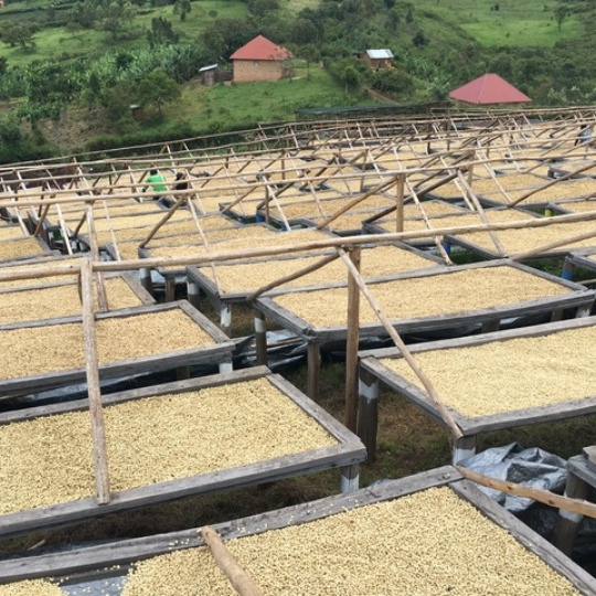 🇺🇬 UGANDA: outsiderka, která si razí cestu mezi výběrovou elitu