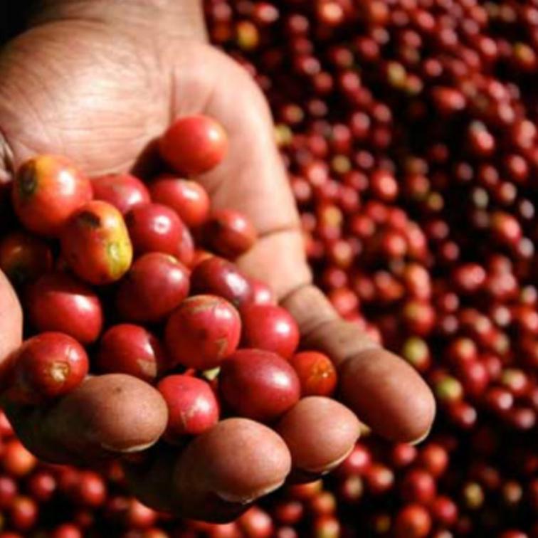 BROWN SUGAR - Nicaragua Espresso