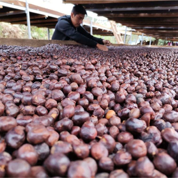 🇵🇪 PERU: andský kafe, který voní po pralese