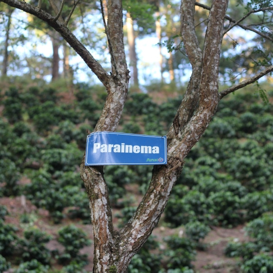 SAY NO TO CAFFEINE! - Honduras Decaf