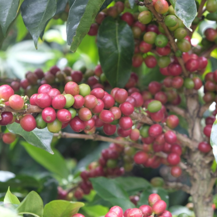 SAY NO TO CAFFEINE! - Honduras Decaf