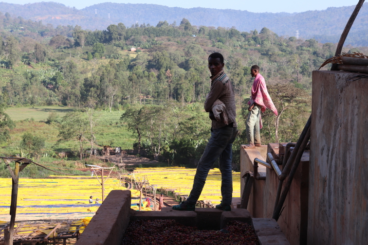 BLUEBERRY HILL - Ethiopia Espresso