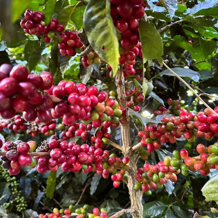 FEELS LIKE CHRISTMAS - El Salvador Omni