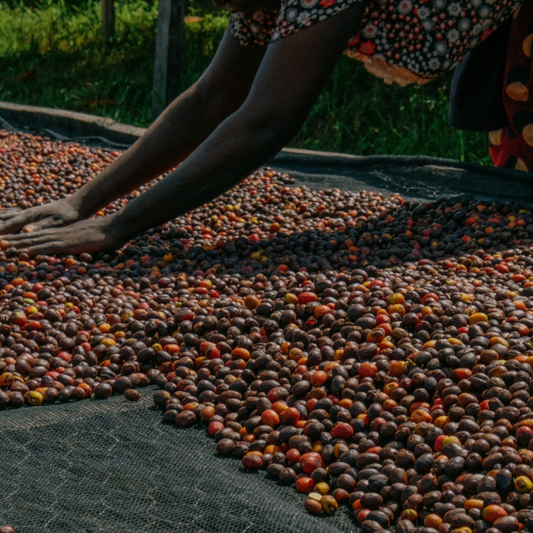 🇷🇼 RWANDA: malá země s velkým srdcem plným kafe