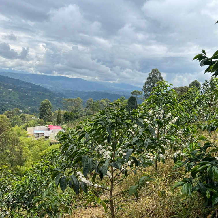 🇵🇪 PERU: andský kafe, který voní po pralese
