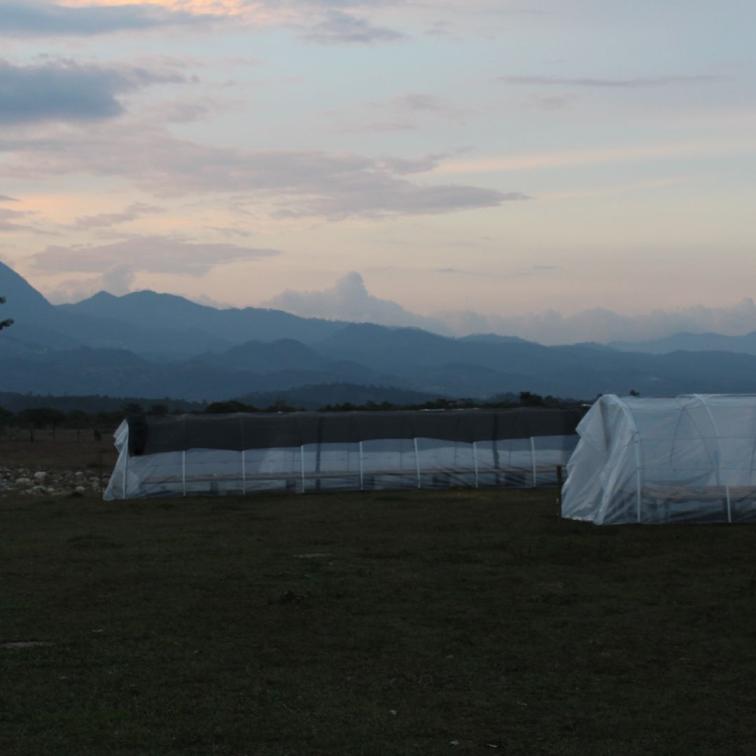 SAY NO TO CAFFEINE! - Honduras Decaf