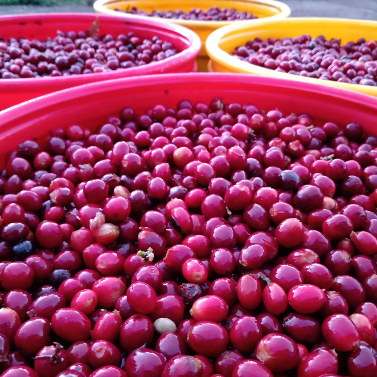 AMIGOS ONLY - Colombia Filter