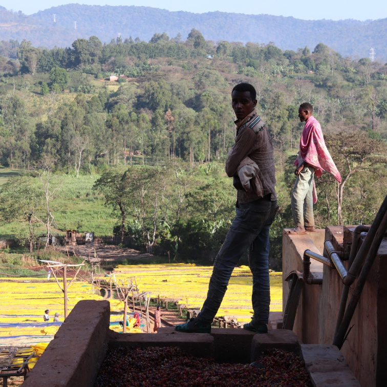TEA AT FIVE - Ethiopia Filter