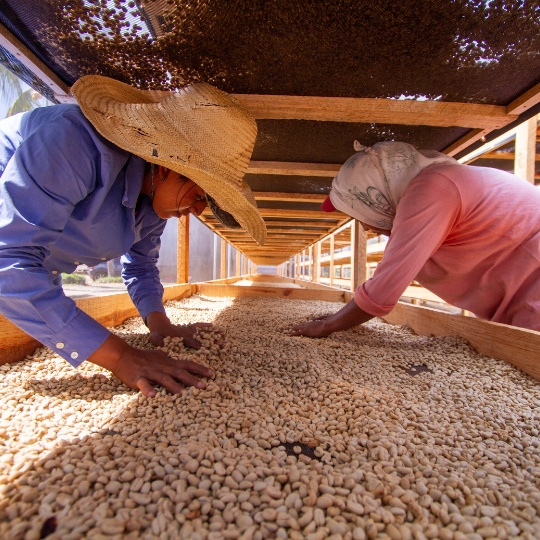 BROWN SUGAR - Nicaragua Espresso