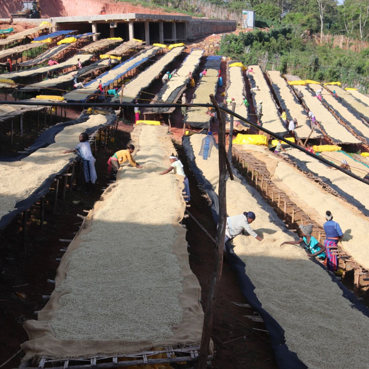 BLUEBERRY HILL - Ethiopia Espresso