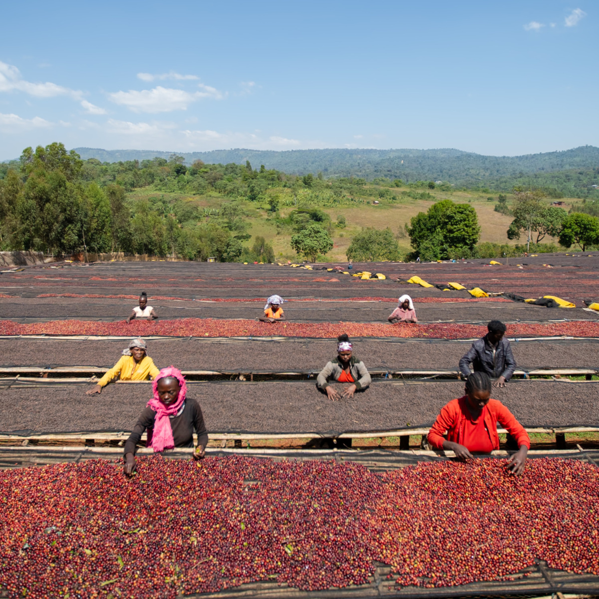 FEELS LIKE CHRISTMAS - Ethiopia Omni